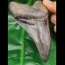 11,0 cm scharfer, dunkler Zahn des Megalodon