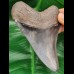 11.0 cm sharp dark tooth of Megalodon