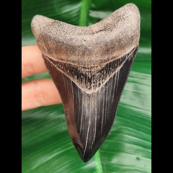 10,2 cm rasiermesserscharfer Zahn des Megalodon