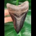 10.2 cm razor sharp tooth of Megalodon