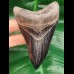 10,2 cm rasiermesserscharfer Zahn des Megalodon