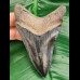 10,2 cm rasiermesserscharfer Zahn des Megalodon