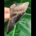 10,2 cm rasiermesserscharfer Zahn des Megalodon