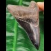 10,2 cm rasiermesserscharfer Zahn des Megalodon