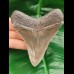 9.8 cm sharp tooth of Megalodon with wonderful bourelette