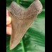 9.8 cm sharp tooth of Megalodon with wonderful bourelette