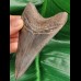 11.0 cm dark tooth of Megalodon with very good serration