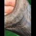 11.0 cm dark tooth of Megalodon with very good serration