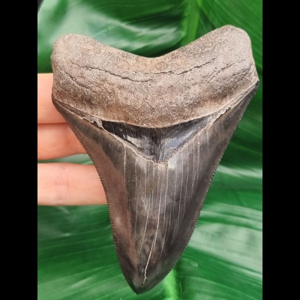 10,6 cm grau - blauer scharfer Zahn des Megalodon