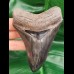 10,6 cm grau - blauer scharfer Zahn des Megalodon