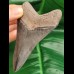 10,6 cm grau - blauer scharfer Zahn des Megalodon