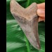 10.6 cm gray - blue sharp tooth of Megalodon
