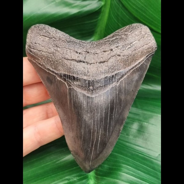 11,0 cm dunkler breiter Zahn des Megalodon