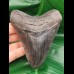 11,0 cm dunkler breiter Zahn des Megalodon