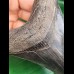 11,0 cm dunkler breiter Zahn des Megalodon