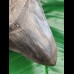 11,0 cm dunkler breiter Zahn des Megalodon
