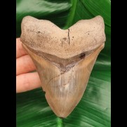 11.0 cm large impressive tooth of Carcharocles Chubutensis