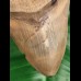 11,0 cm großer beeindruckender Zahn des Carcharocles Chubutensis