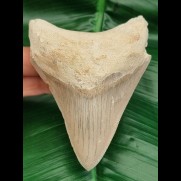10,8 cm good sharp tooth of Megalodon from the Caribbean 