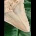 10,8 cm guter, scharfer Zahn des Megalodon aus der Karibik