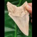 10,8 cm guter, scharfer Zahn des Megalodon aus der Karibik