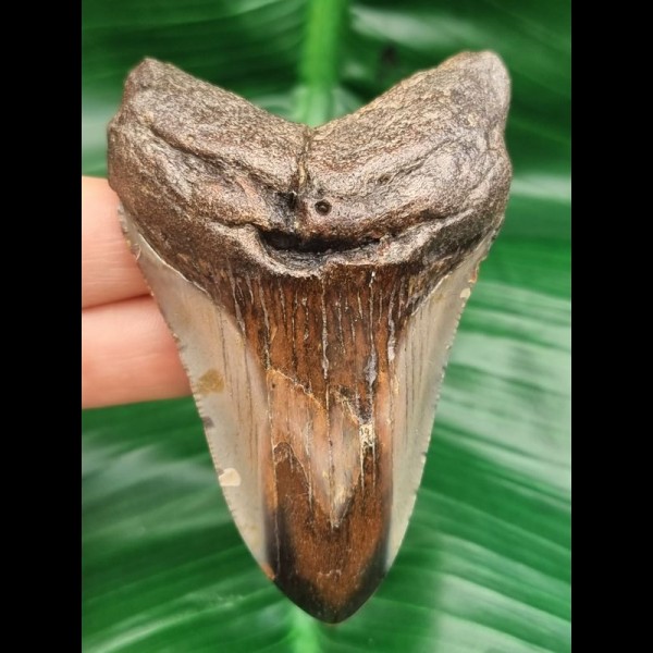 8,1 cm polished shark tooth of megalodon from USA