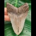 8,1 cm polished shark tooth of megalodon from USA