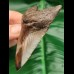 8,1 cm polished shark tooth of megalodon from USA