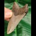 8,1 cm polished shark tooth of megalodon from USA