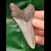 8,1 cm polished shark tooth of megalodon from USA