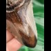 8,1 cm polished shark tooth of megalodon from USA