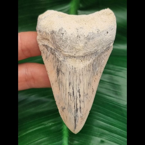 8,9cm guter, scharfer Zahn des Megalodon Hai Karibik