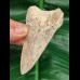 8,9cm guter, scharfer Zahn des Megalodon Hai Karibik