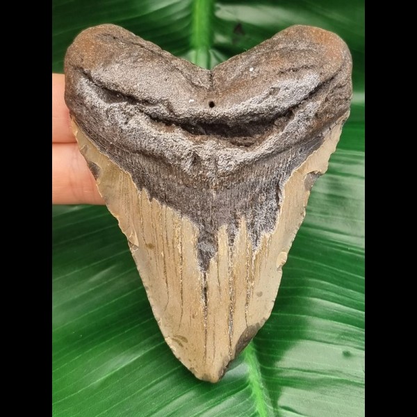 10,1 cm Megalodon Haizahn 