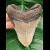 10,1 cm Megalodon Haizahn 