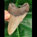 10,1 cm Megalodon Haizahn 