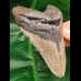 10,1 cm Megalodon Haizahn 