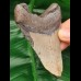10,1 cm Megalodon Haizahn 