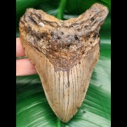 12,5 cm large shark tooth of megalodon from USA