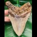 12,5 cm large shark tooth of megalodon from USA