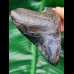 7,6 cm polierter Zahn des Megalodon Hai