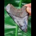 7,6 cm polierter Zahn des Megalodon Hai