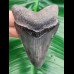 7,8 cm impressive symmetrical tooth of megalodon