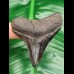 6,3 cm Zahn des Carcharocles Megalodon mit beeindruckender Zahnung