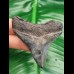 6,3 cm tooth of Carcharocles megalodon with impressive serrations
