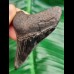 6,3 cm tooth of Carcharocles megalodon with impressive serrations