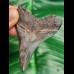 6,3 cm tooth of Carcharocles megalodon with impressive serrations
