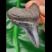 6,3 cm Zahn des Carcharocles Megalodon mit beeindruckender Zahnung
