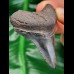 6,3 cm tooth of Carcharocles megalodon with impressive serrations