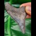 6,3 cm tooth of Carcharocles megalodon with impressive serrations